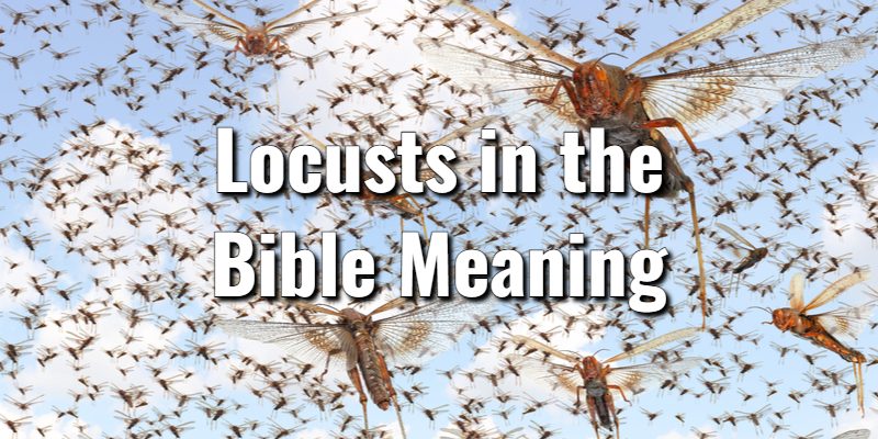 Locusts-in-the-Bible-Meaning.jpg