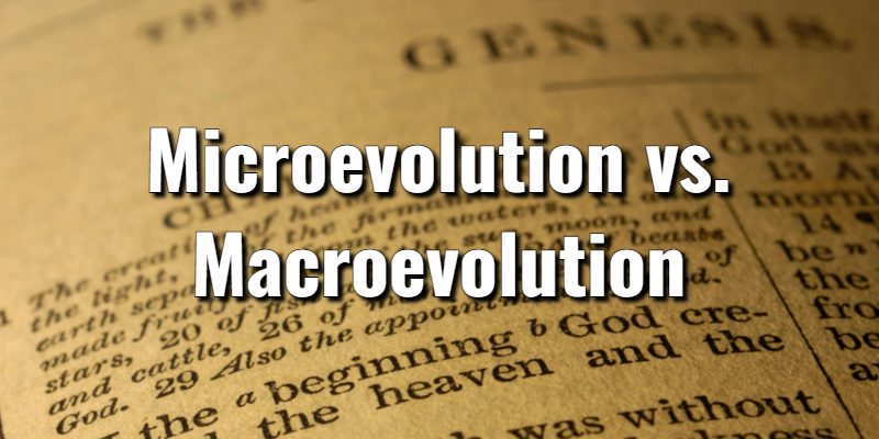 Microevolution-vs.-Macroevolution.jpg