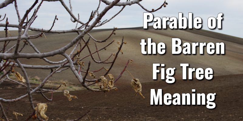 Parable-of-the-Barren-Fig-Tree-Meaning.jpg