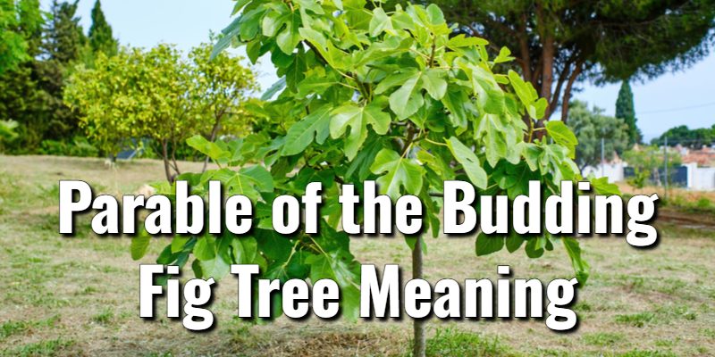 Parable-of-the-Budding-Fig-Tree-Meaning.jpg