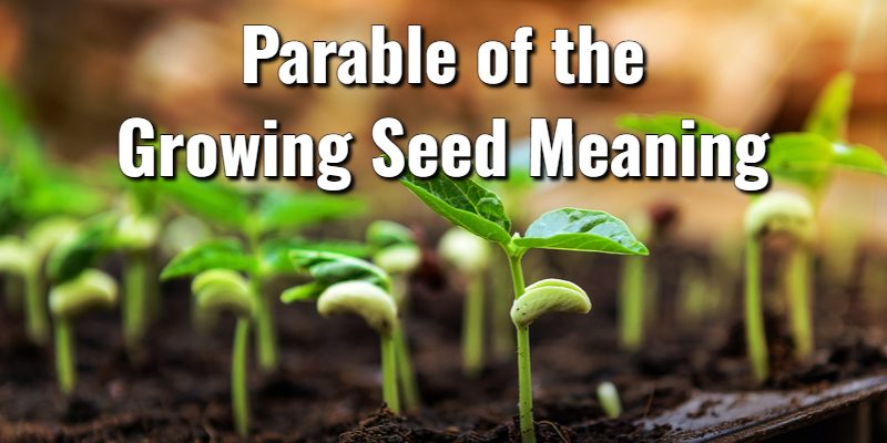 Parable-of-the-Growing-Seed-Meaning.jpg